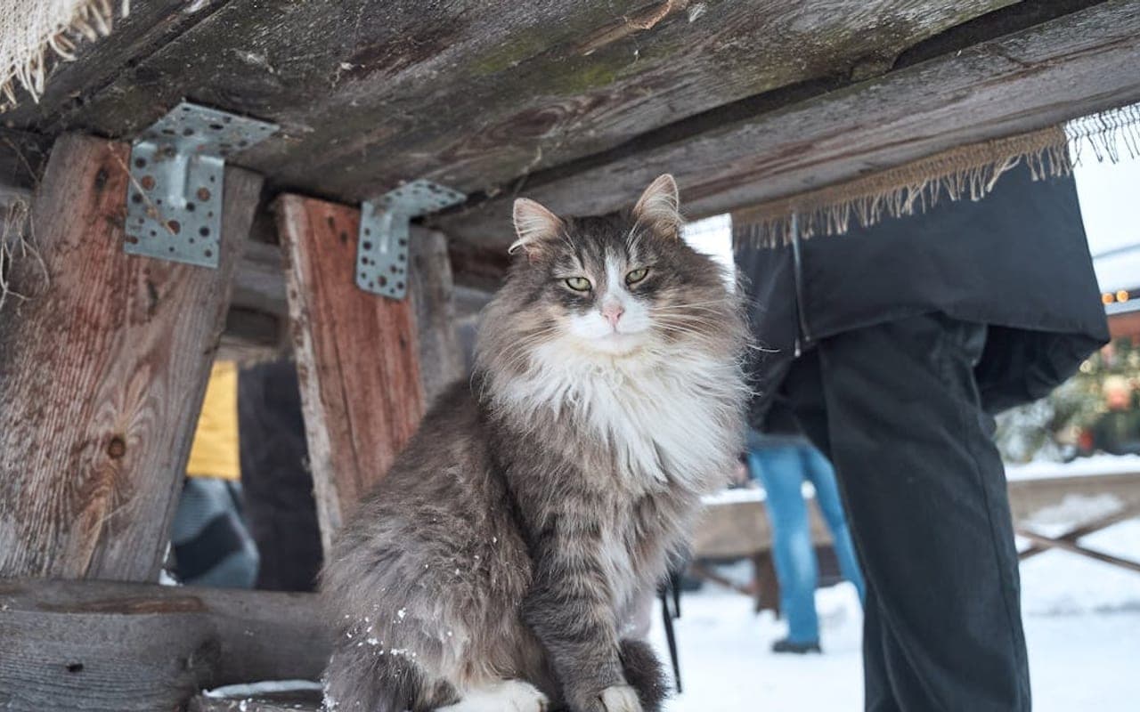 Norwegian Forest Cat cat breed