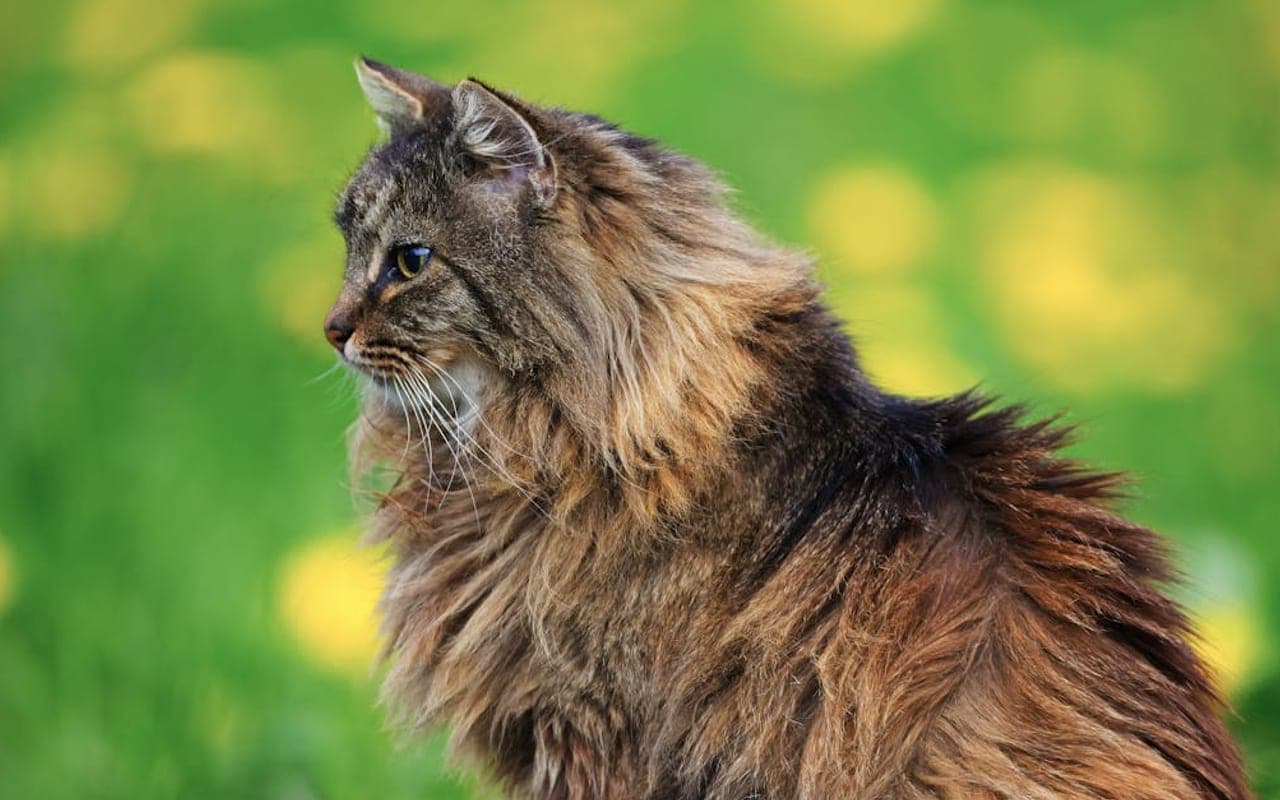 Norwegian Forest Cat — gallery 2