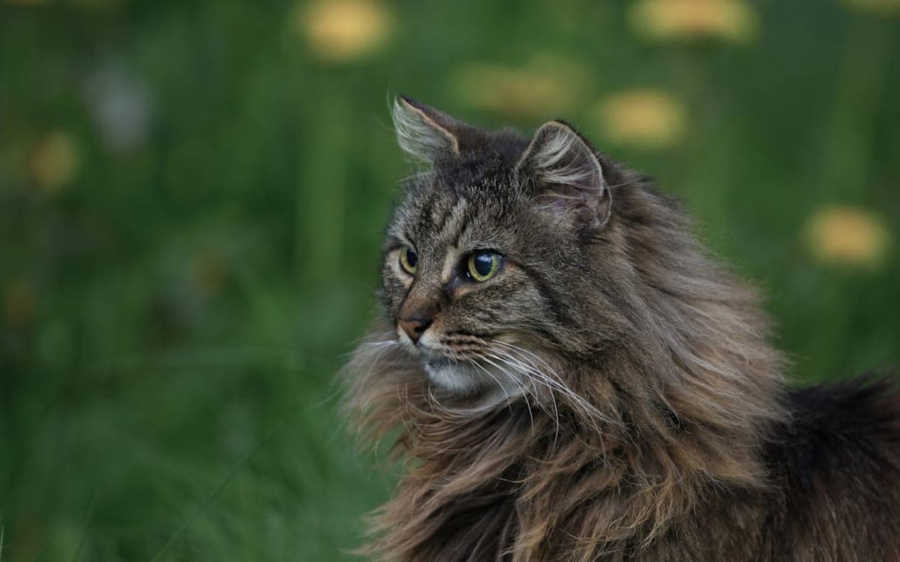 Norwegian Forest Cat — gallery 3