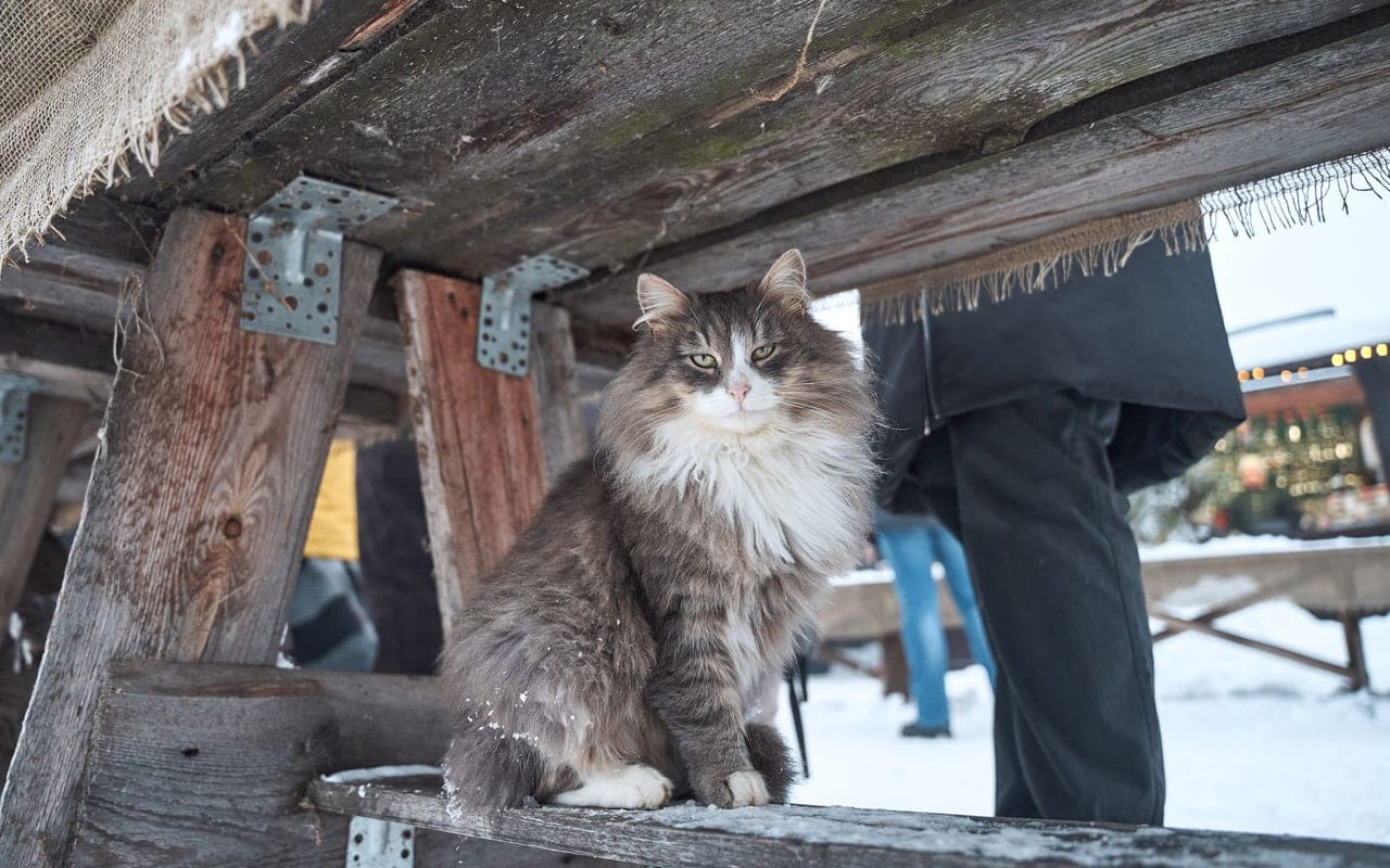 Norwegian Forest Cat — photo by Aleksandr Nadyojin (Pexels)
