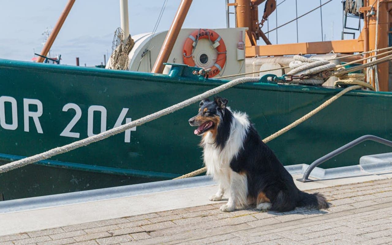 Norwegian Lundehund — gallery 2