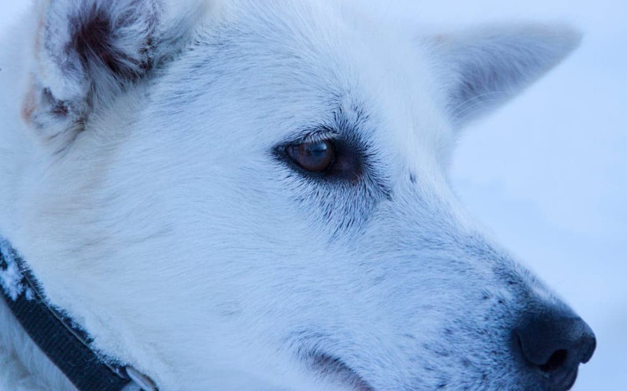 Norwegian Lundehund — gallery 3