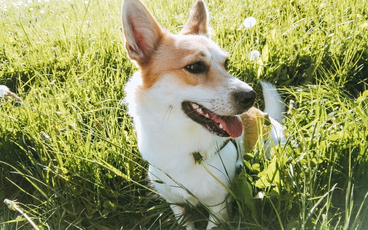 Norwegian Lundehund — photo by Zifeng Xia (Pexels)