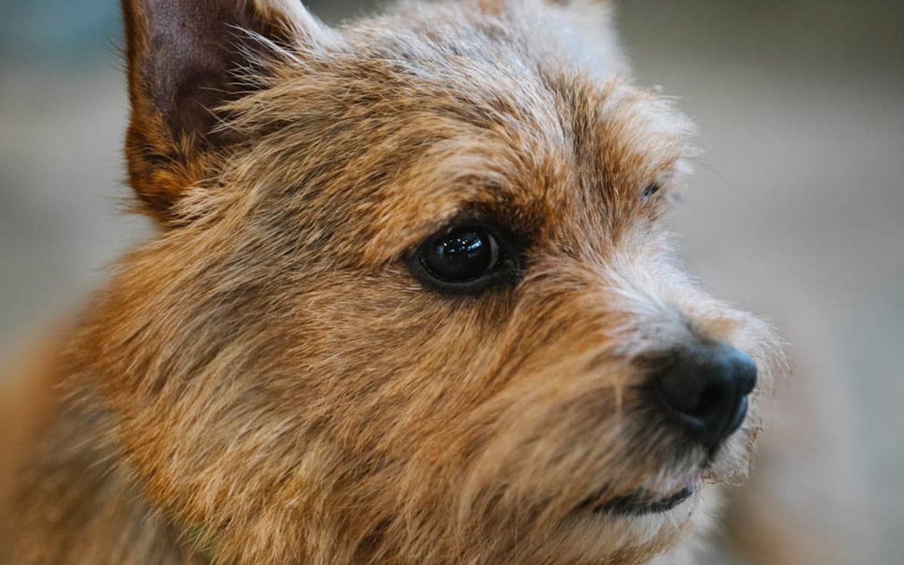 Norwich Terrier
