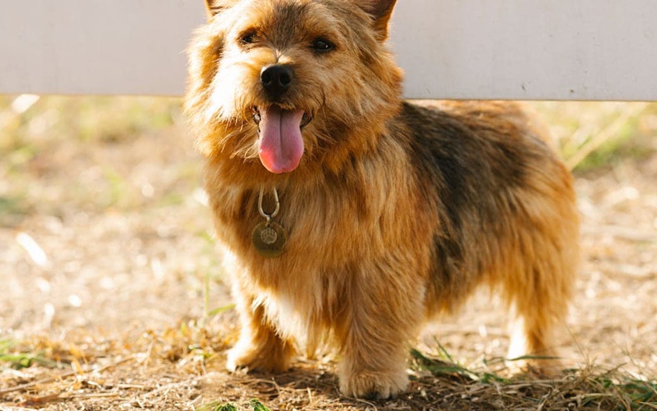 Norwich Terrier — gallery 2