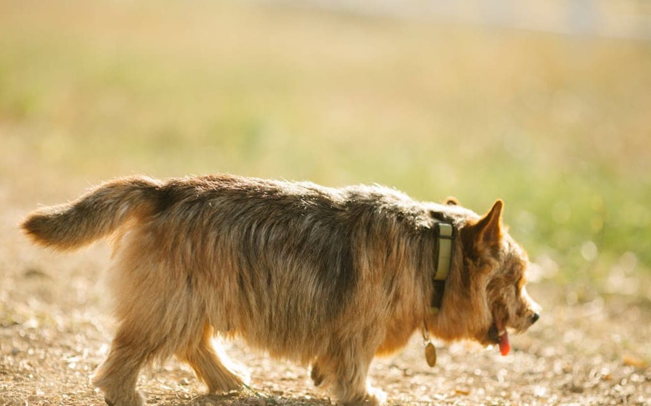 Norwich Terrier — gallery 3