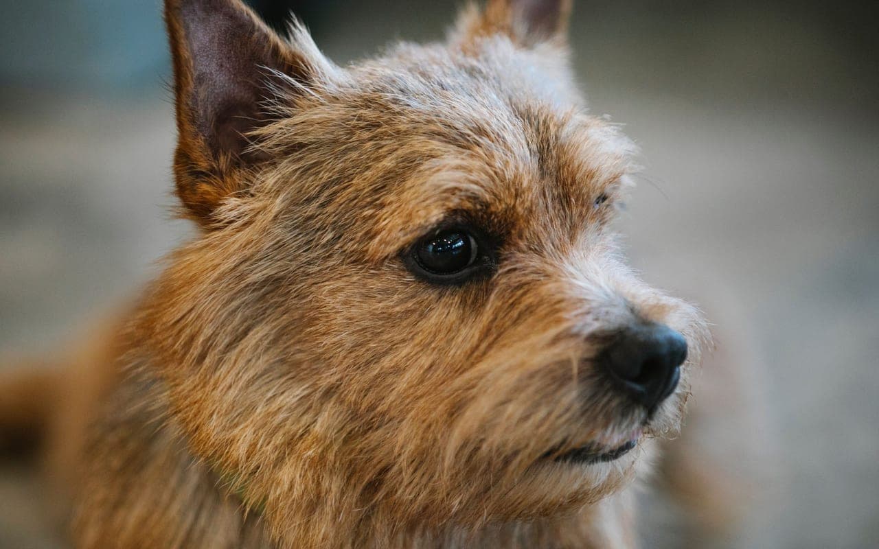 Norwich Terrier — photo by Blue Bird (Pexels)