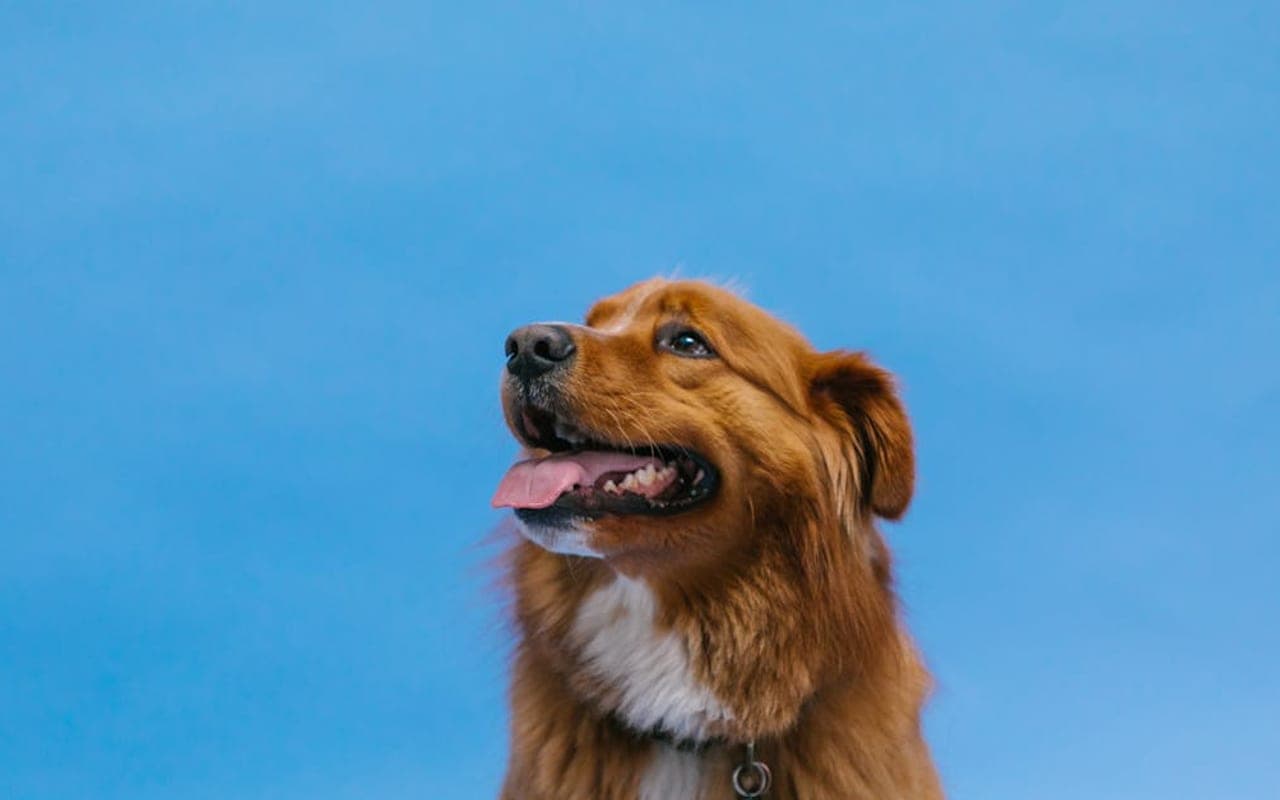 Nova Scotia Duck Tolling Retriever