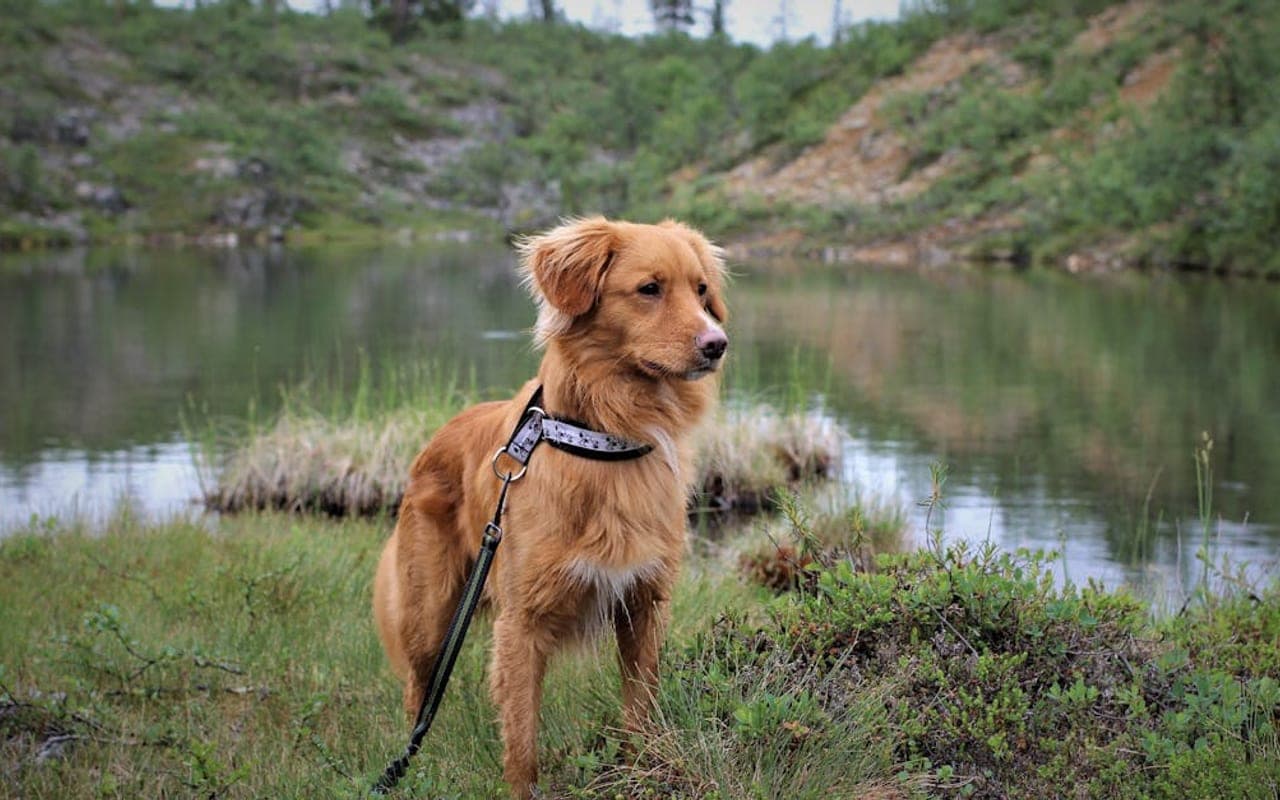 Nova Scotia Duck Tolling Retriever — gallery 2