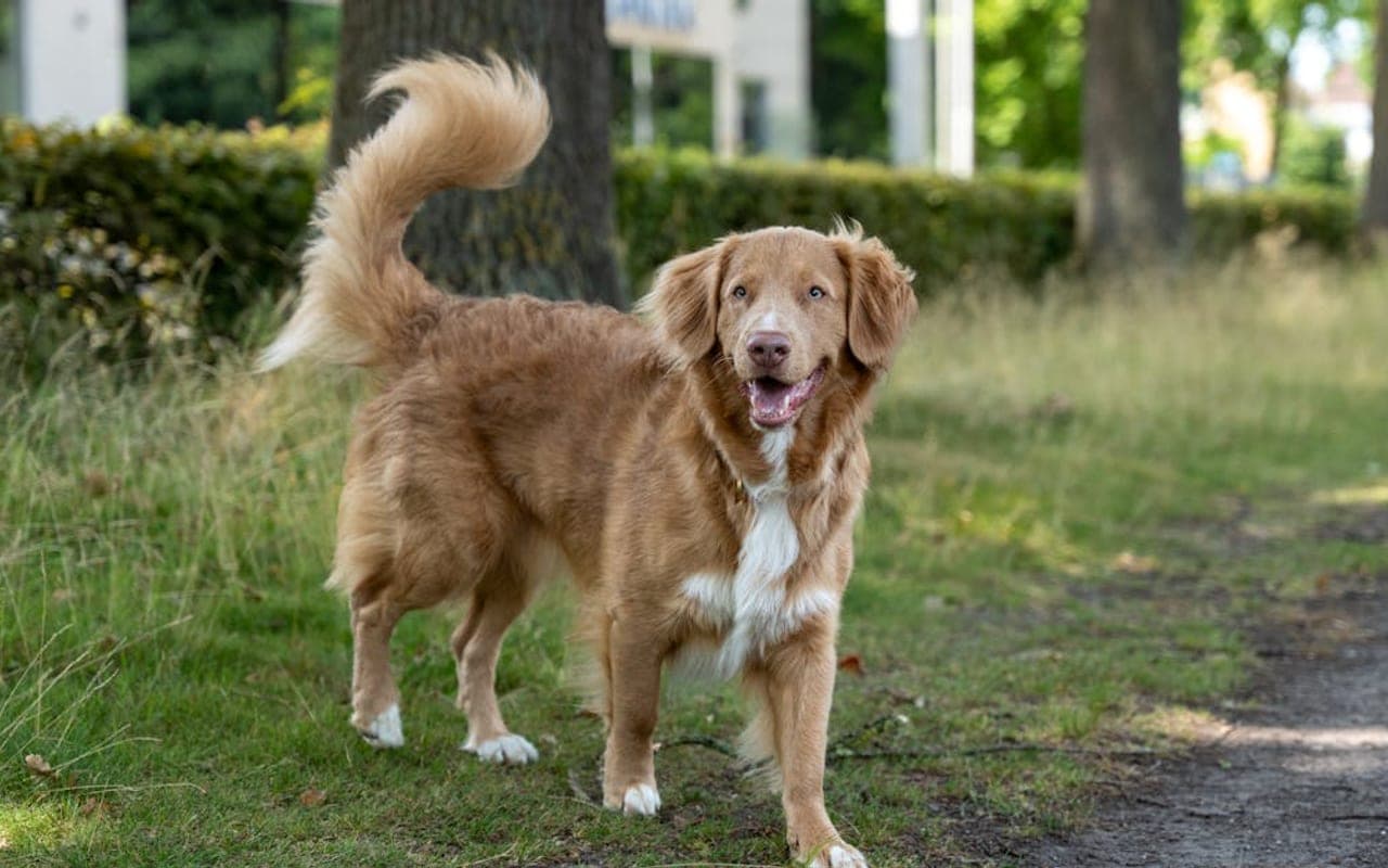 Nova Scotia Duck Tolling Retriever — gallery 3