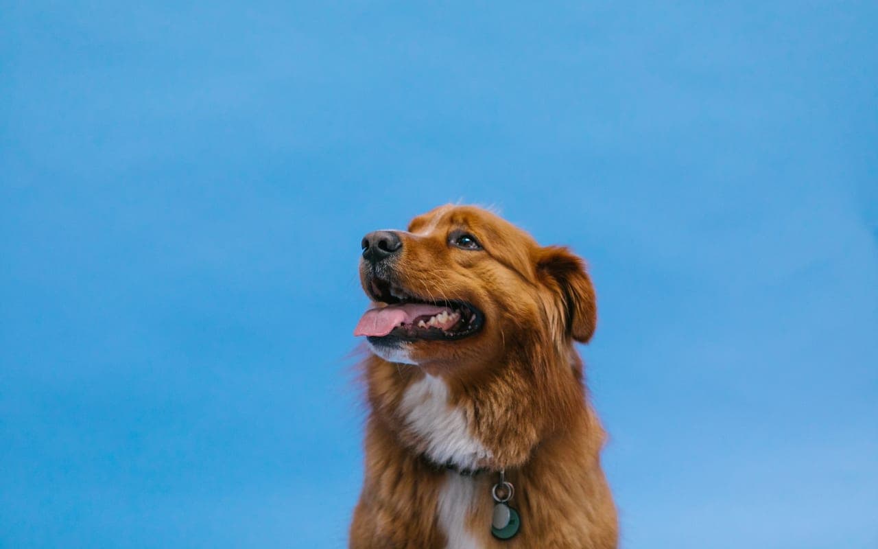 Nova Scotia Duck Tolling Retriever — photo by RDNE Stock project (Pexels)