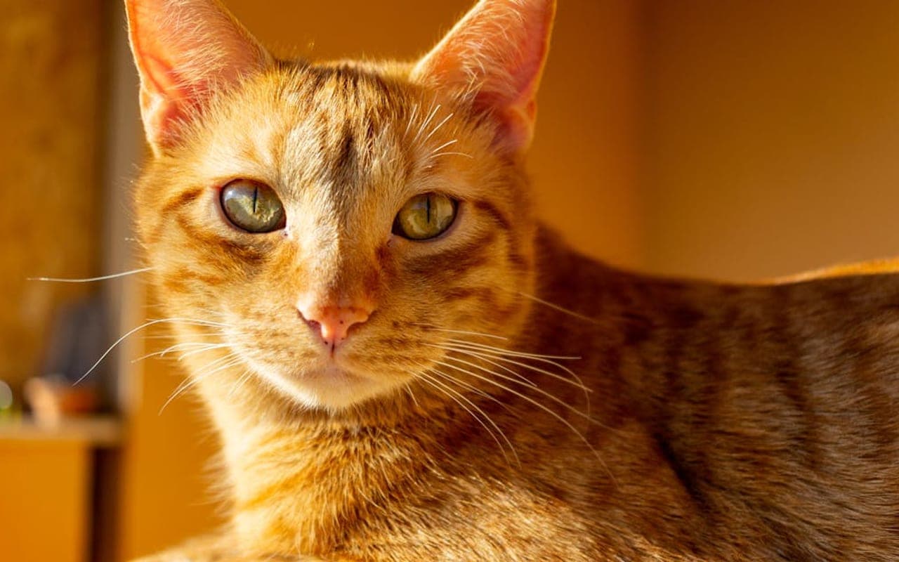 Ocicat — gallery 3