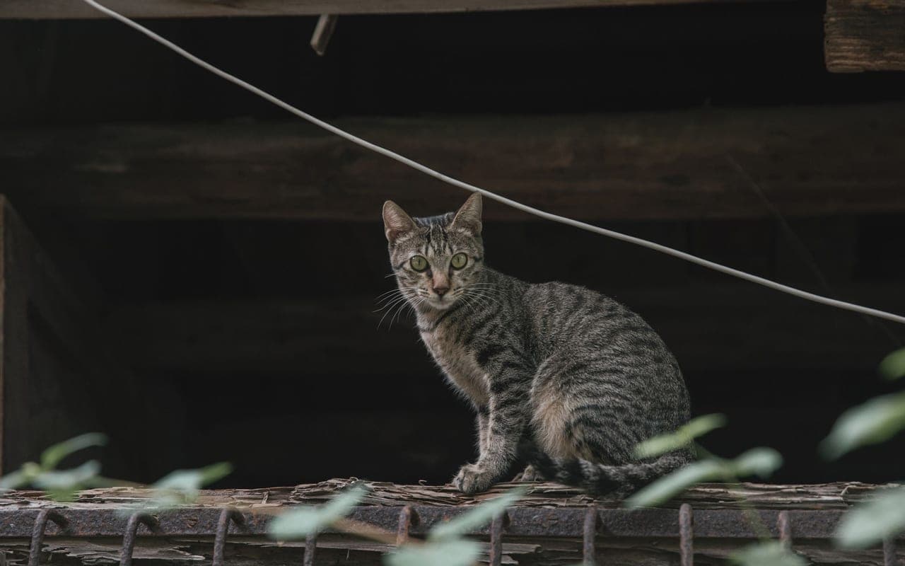 Ocicat — photo by Charles Chen (Pexels)