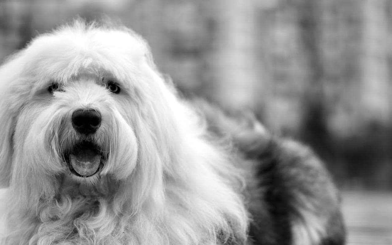 Old English Sheepdog
