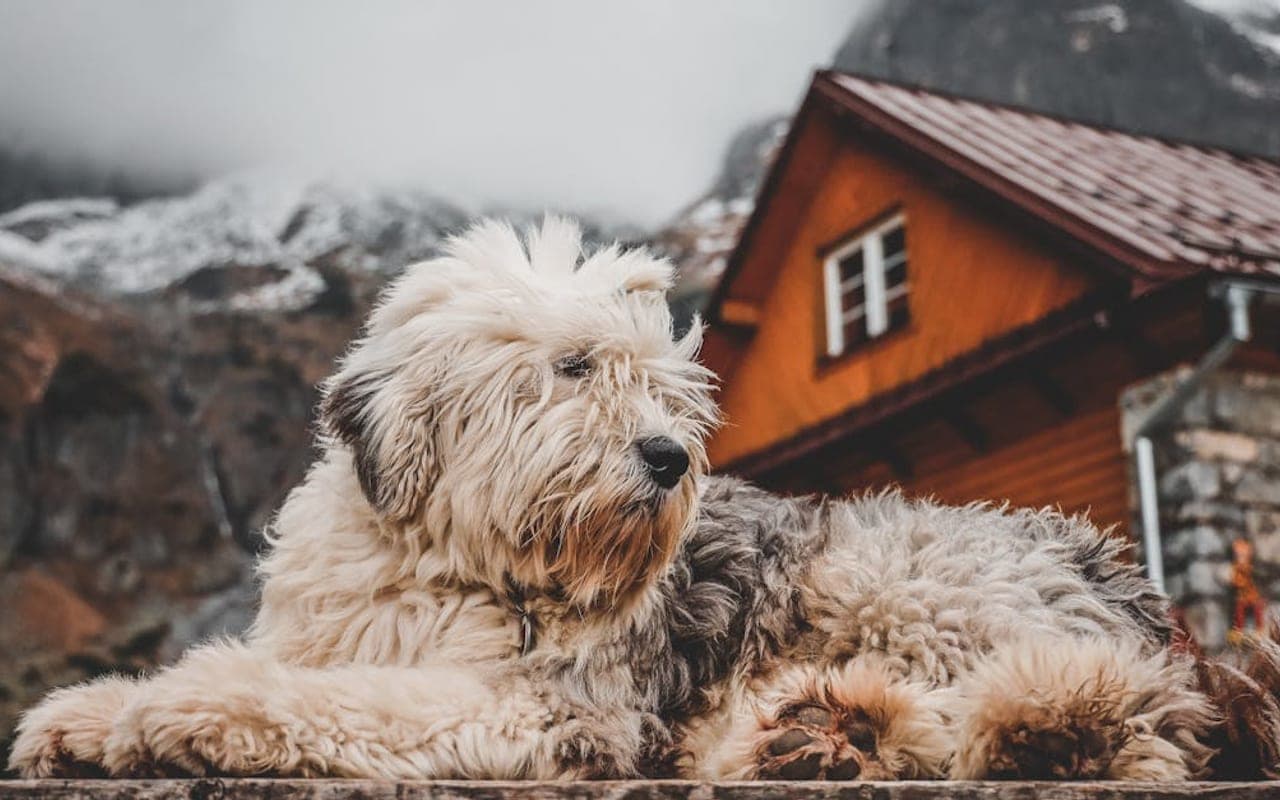 Old English Sheepdog — gallery 2