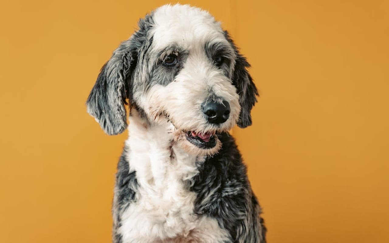 Old English Sheepdog — gallery 3