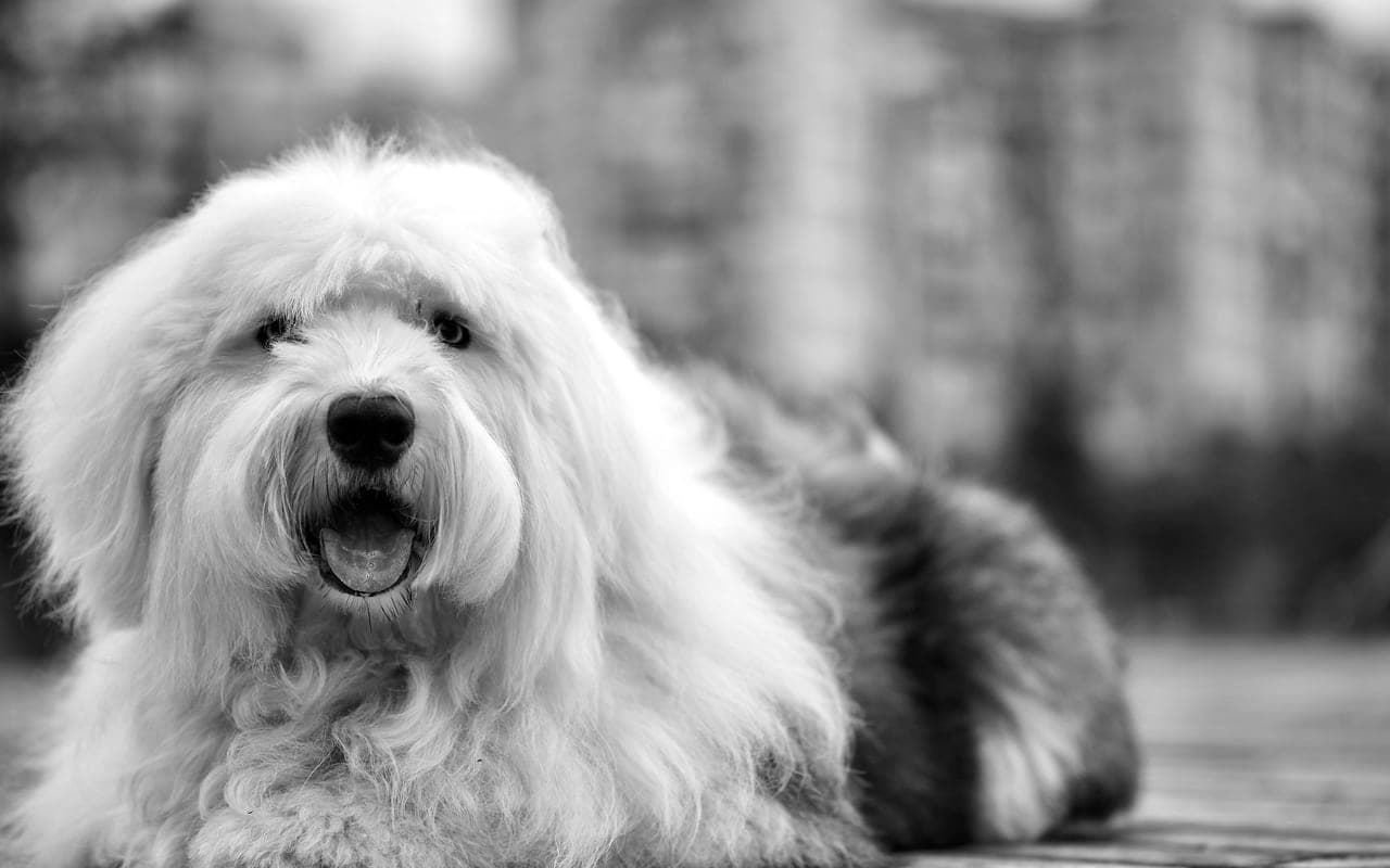 Old English Sheepdog — photo by Flickr (Pexels)