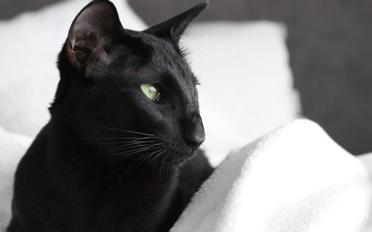 Oriental cat breed portrait