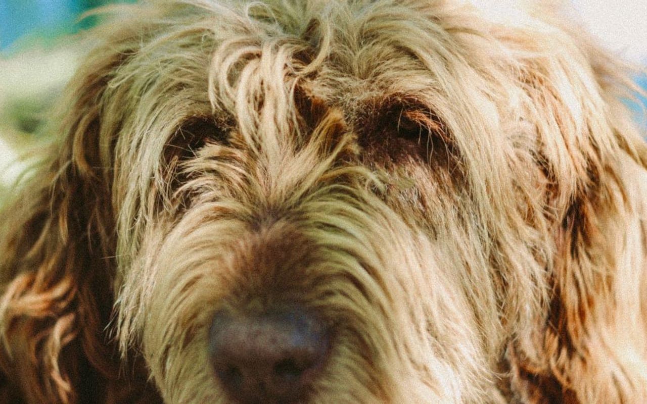 Otterhound