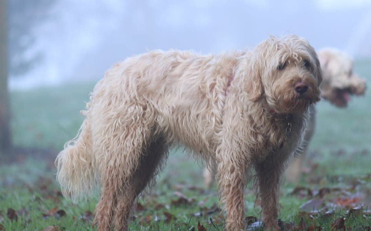 Otterhound — gallery 2