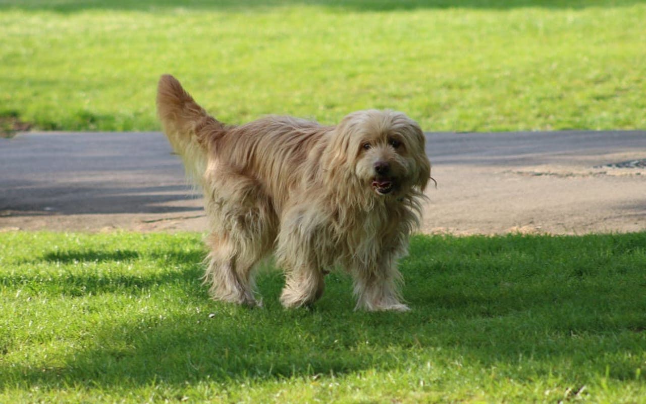 Otterhound — gallery 3
