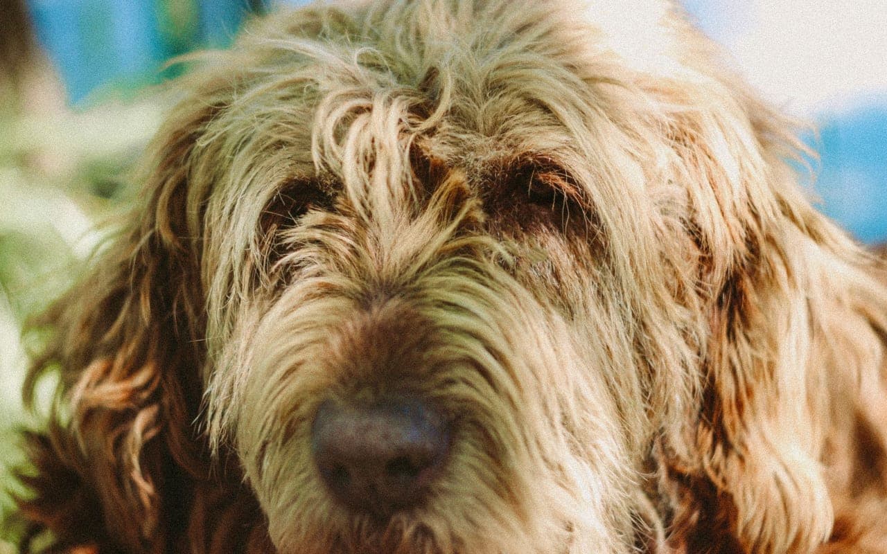 Otterhound — photo by Alexander Taranenko (Pexels)