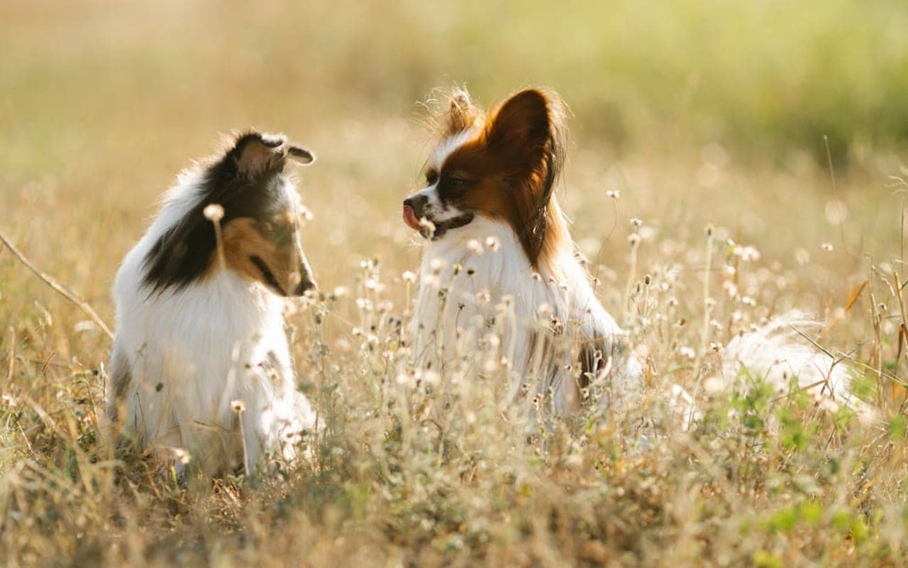 Papillon dog breed portrait