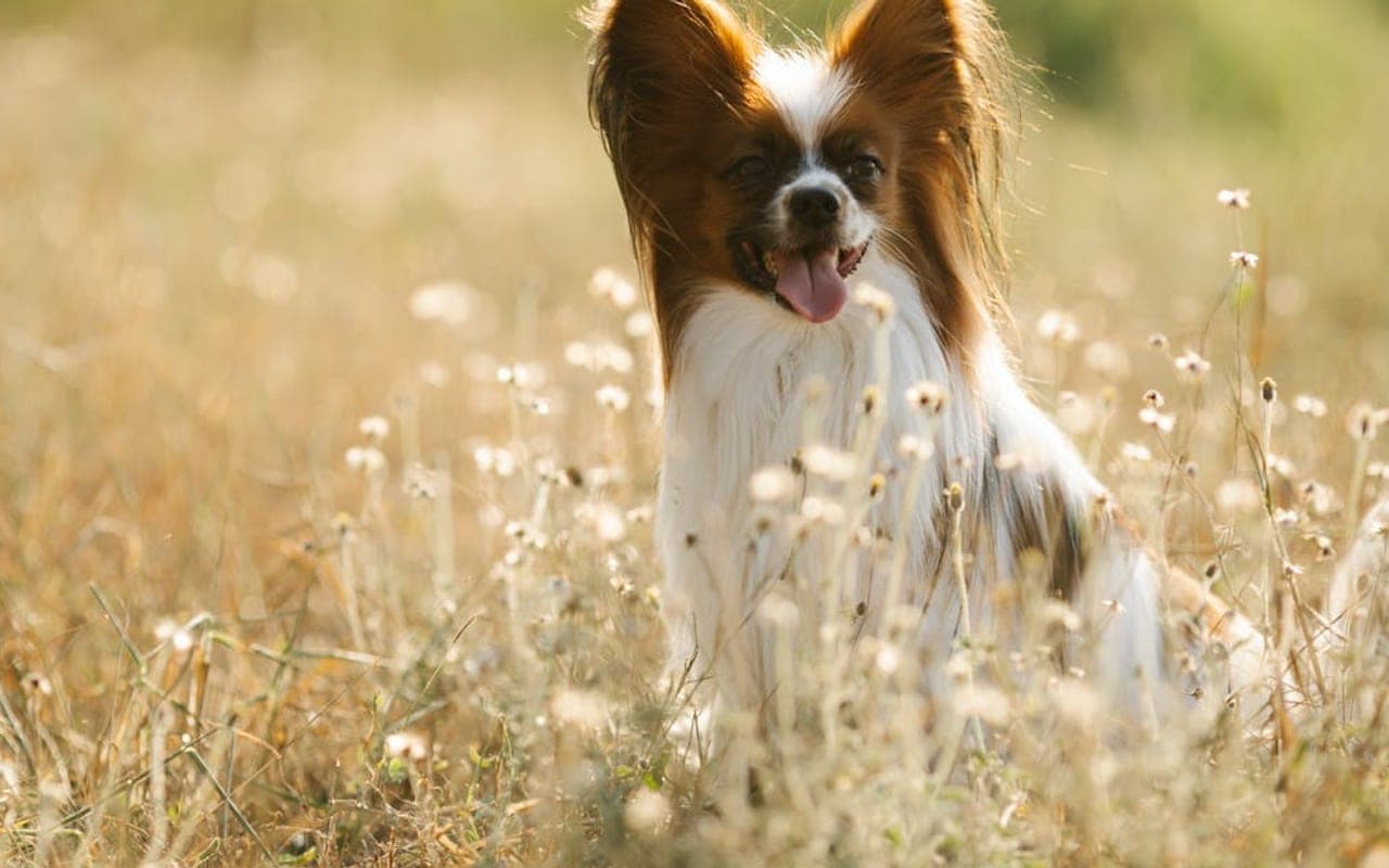 Papillon — gallery 2