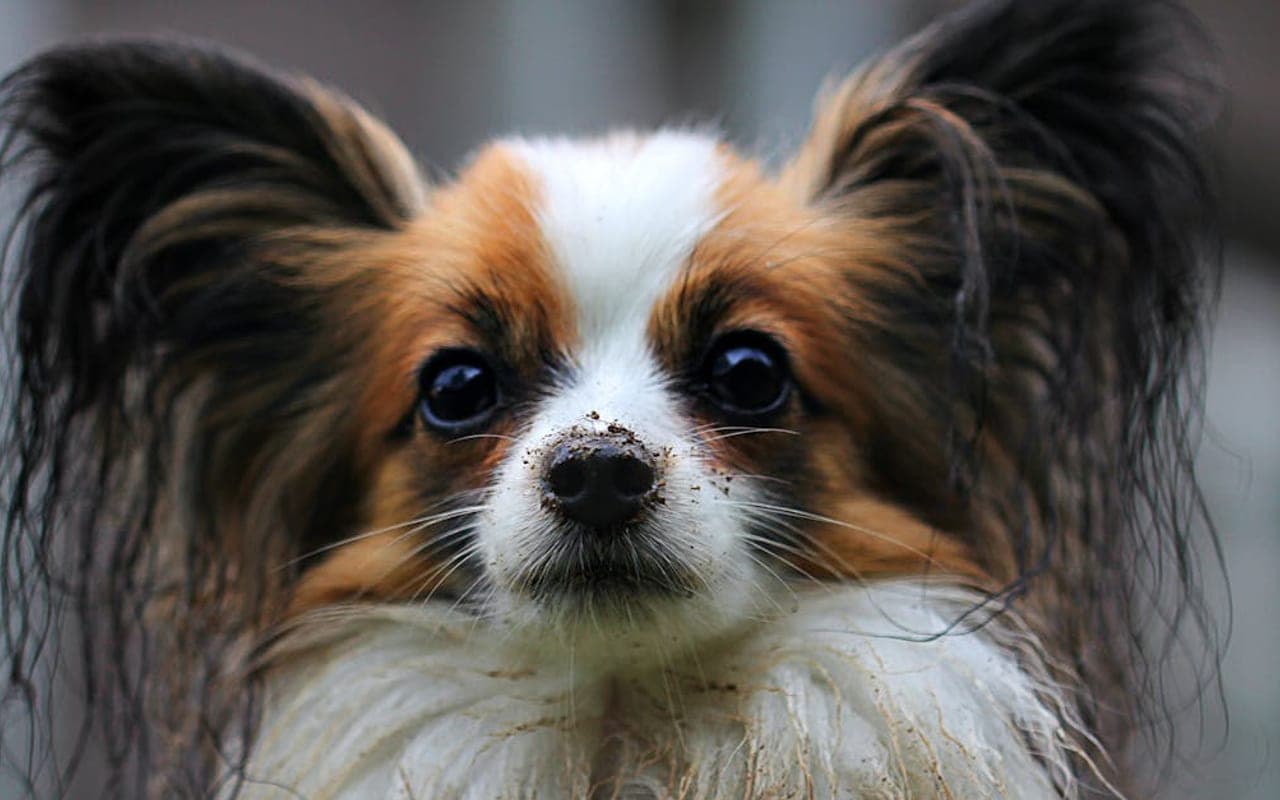 Papillon — gallery 3