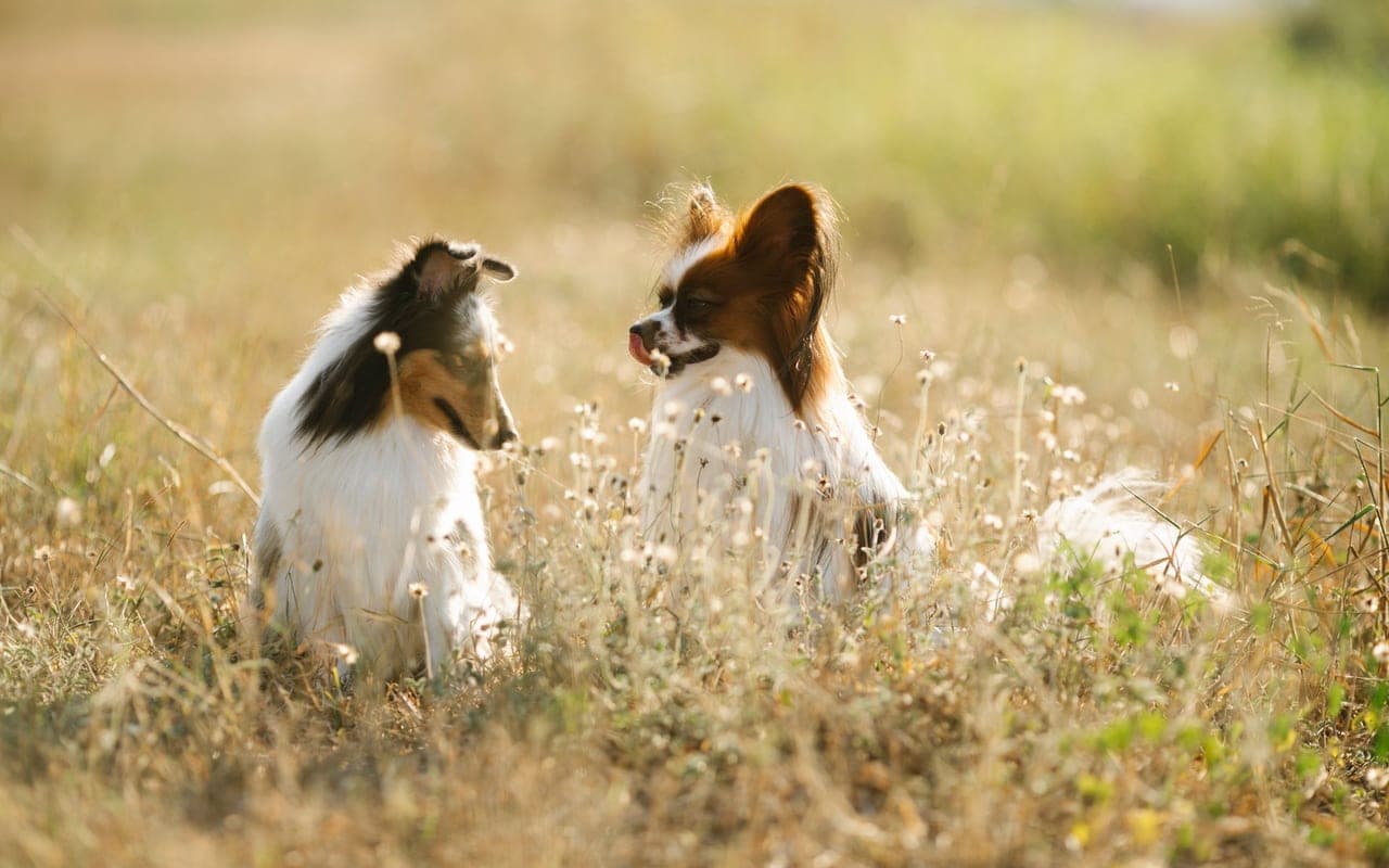 Papillon — photo by Blue Bird (Pexels)