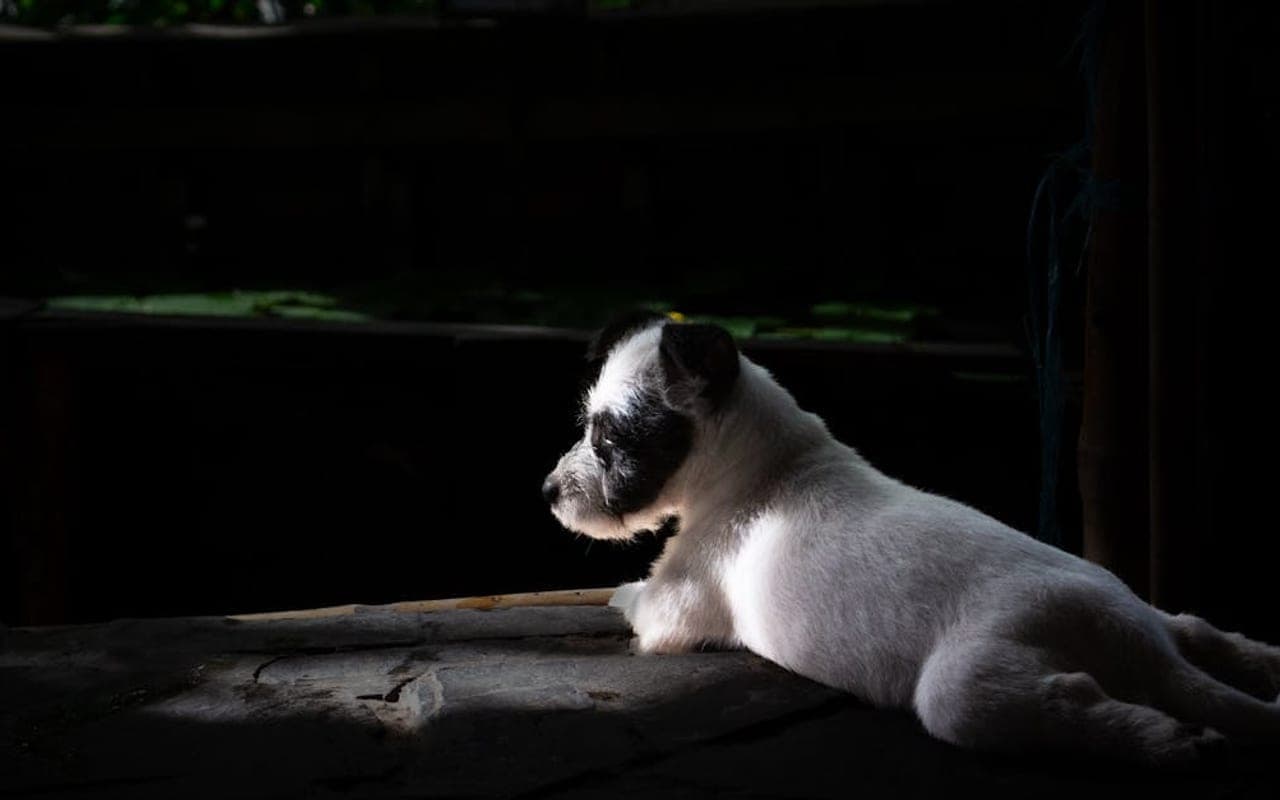 Parson Russell Terrier