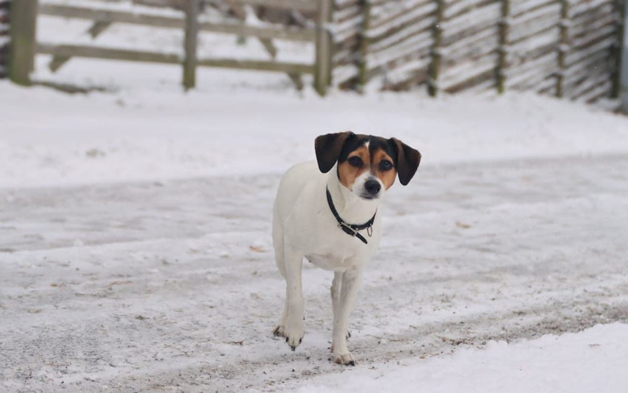 Parson Russell Terrier — gallery 2
