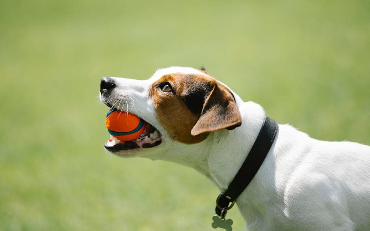 Parson Russell Terrier — gallery 3