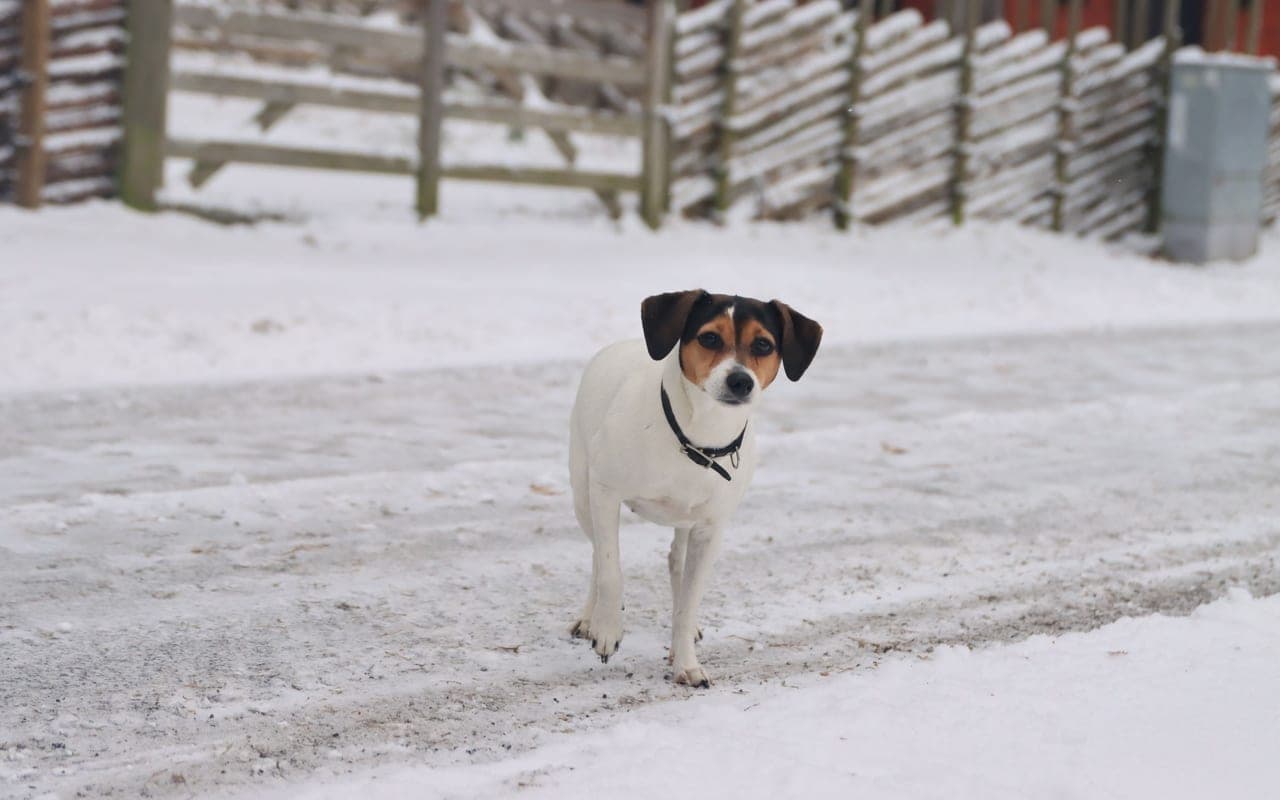 Parson Russell Terrier — photo by Efrem Efre (Pexels)