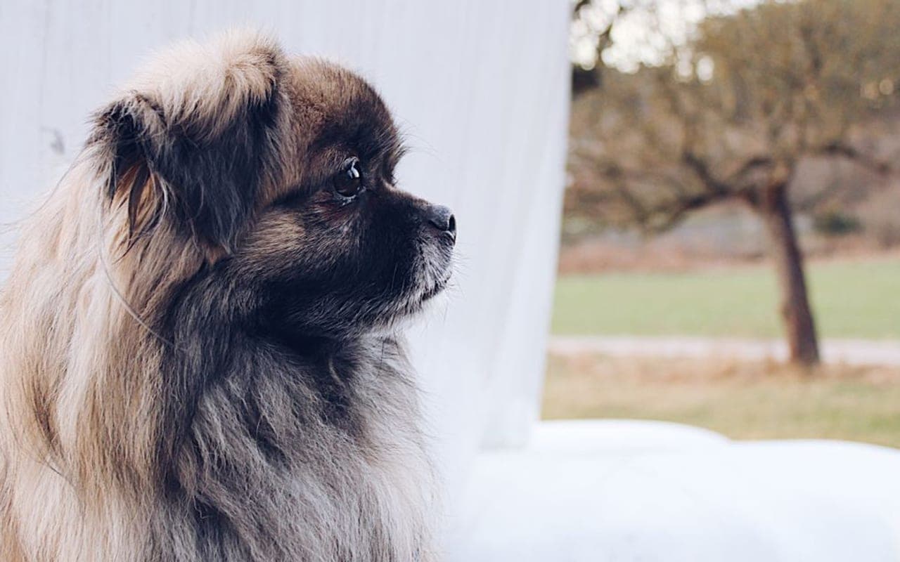 Pekingese dog breed portrait