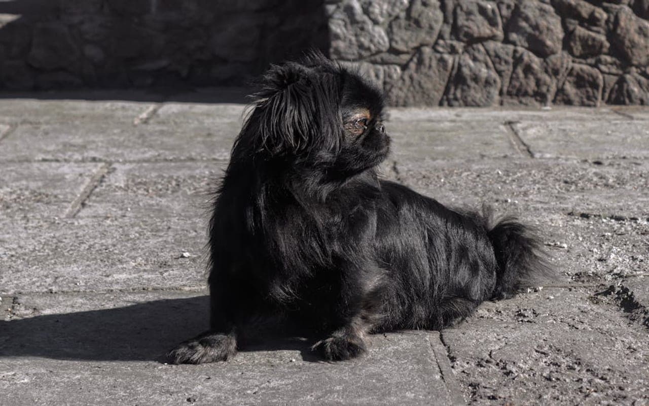 Pekingese — gallery 2