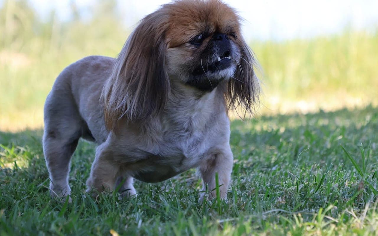 Pekingese — gallery 3