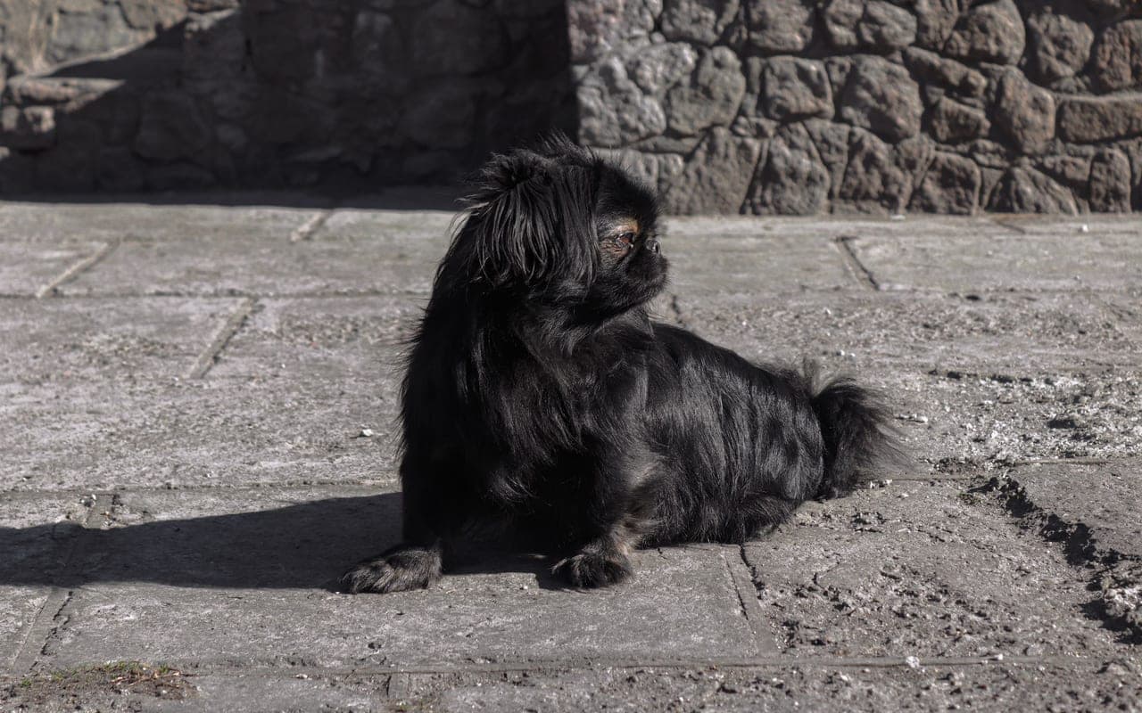 Pekingese — photo by Irina Solianyk (Pexels)