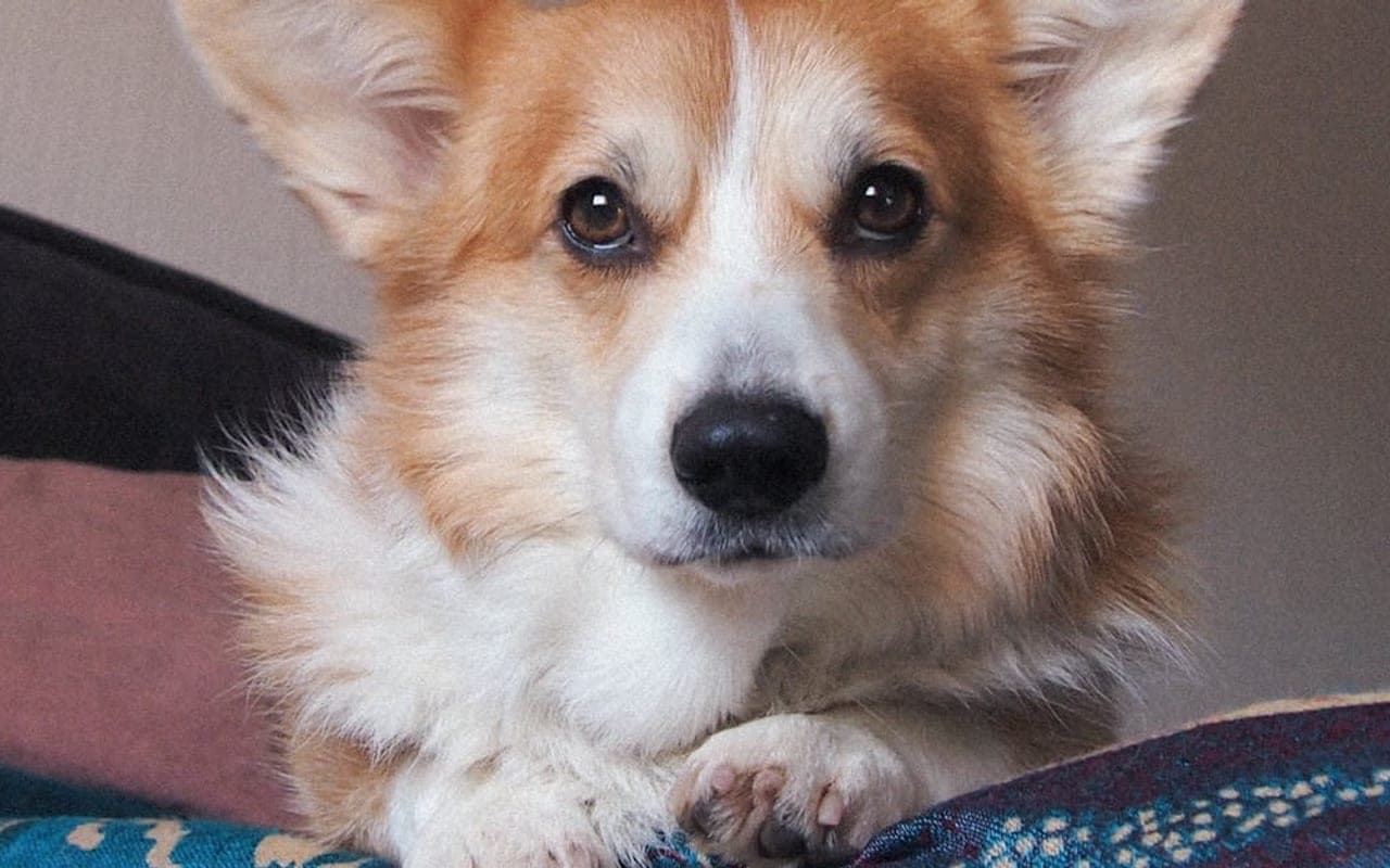 Pembroke Welsh Corgi dog breed