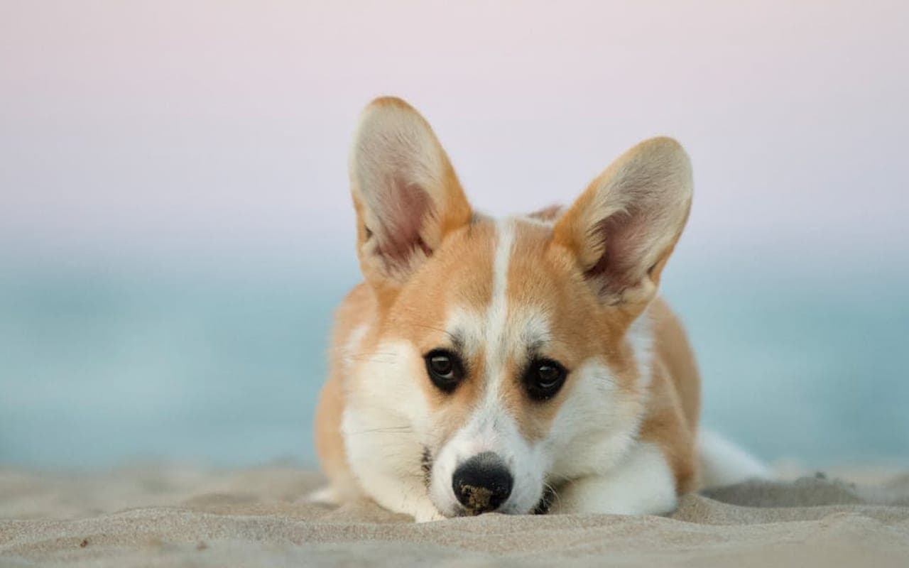 Pembroke Welsh Corgi — gallery 3