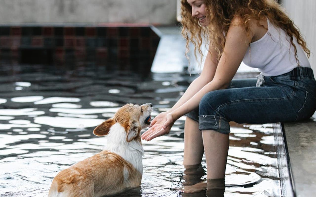 Pembroke Welsh Corgi — gallery 4