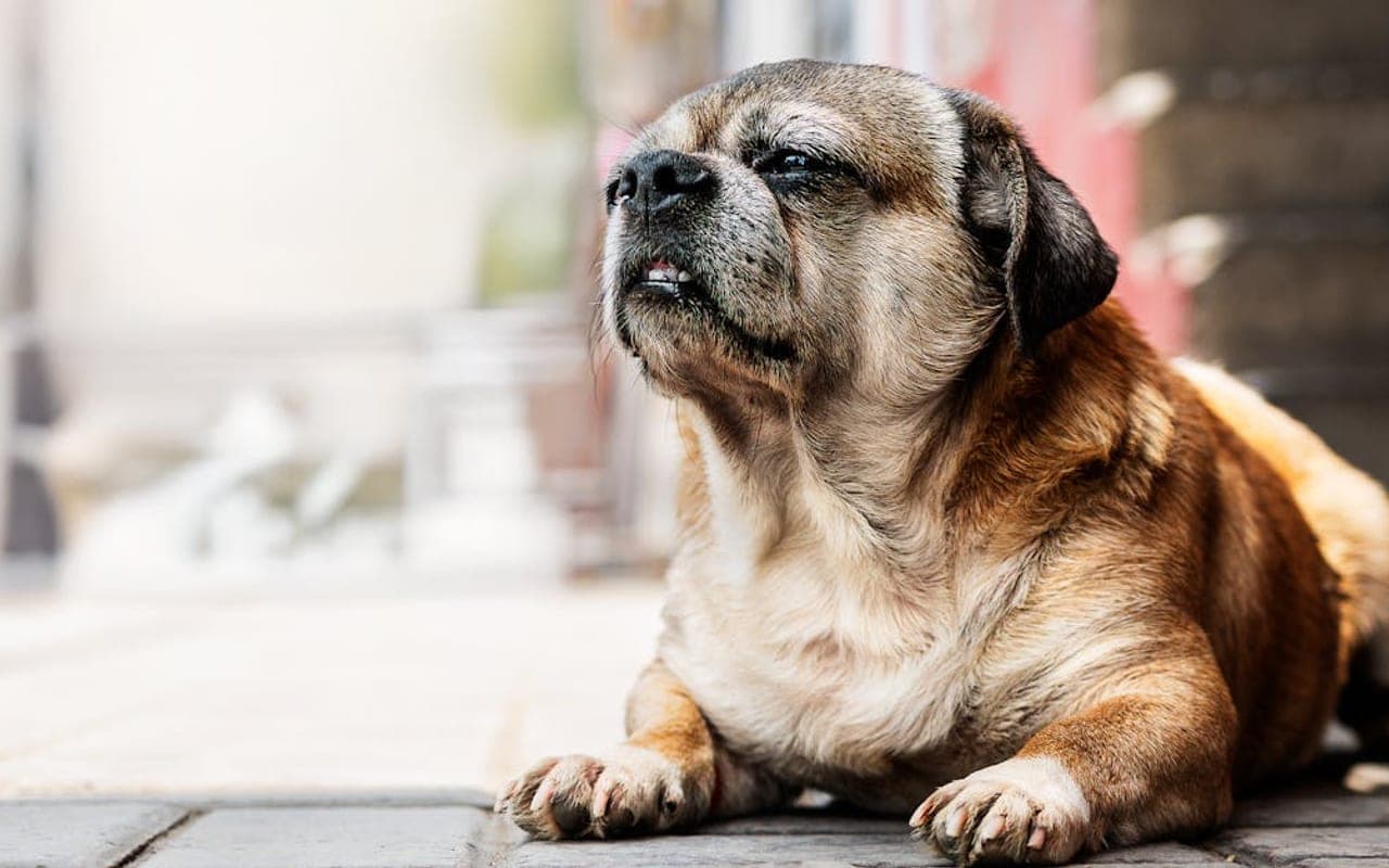 Perro de Presa Canario — gallery 2