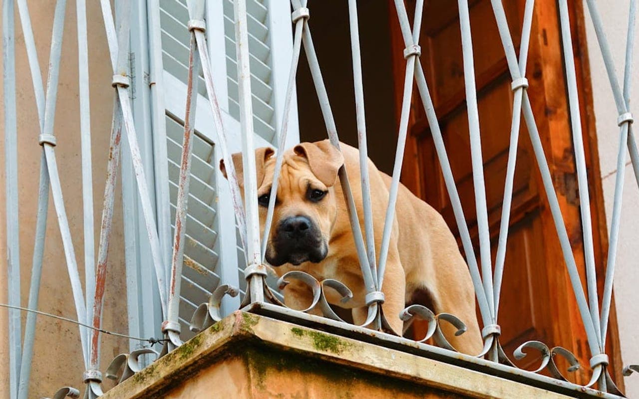 Perro de Presa Canario — gallery 3