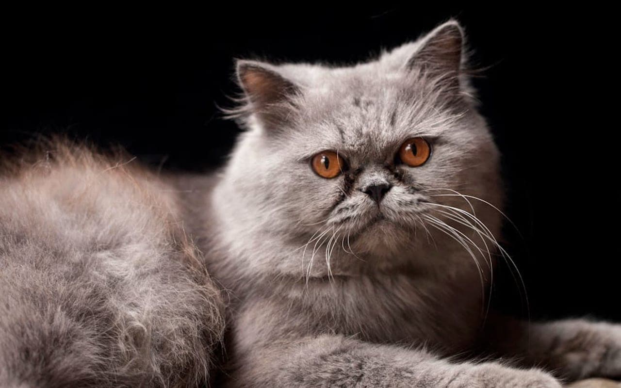 Persian — gallery 3