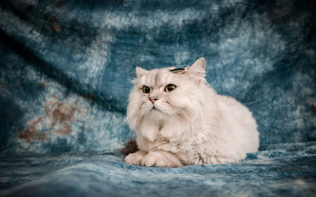 Persian — photo by Pet foto (Pexels)