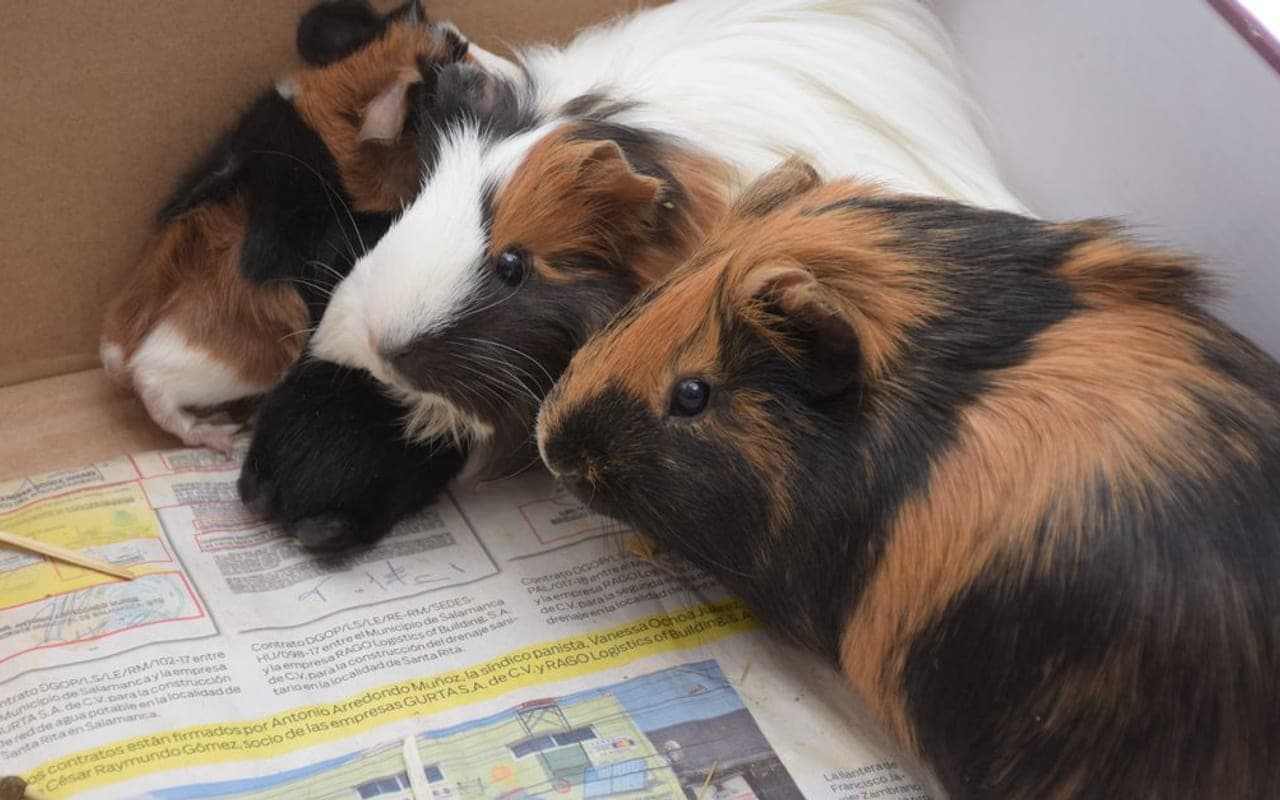 Peruvian Guinea Pig — photo by Eduardo Vallarta