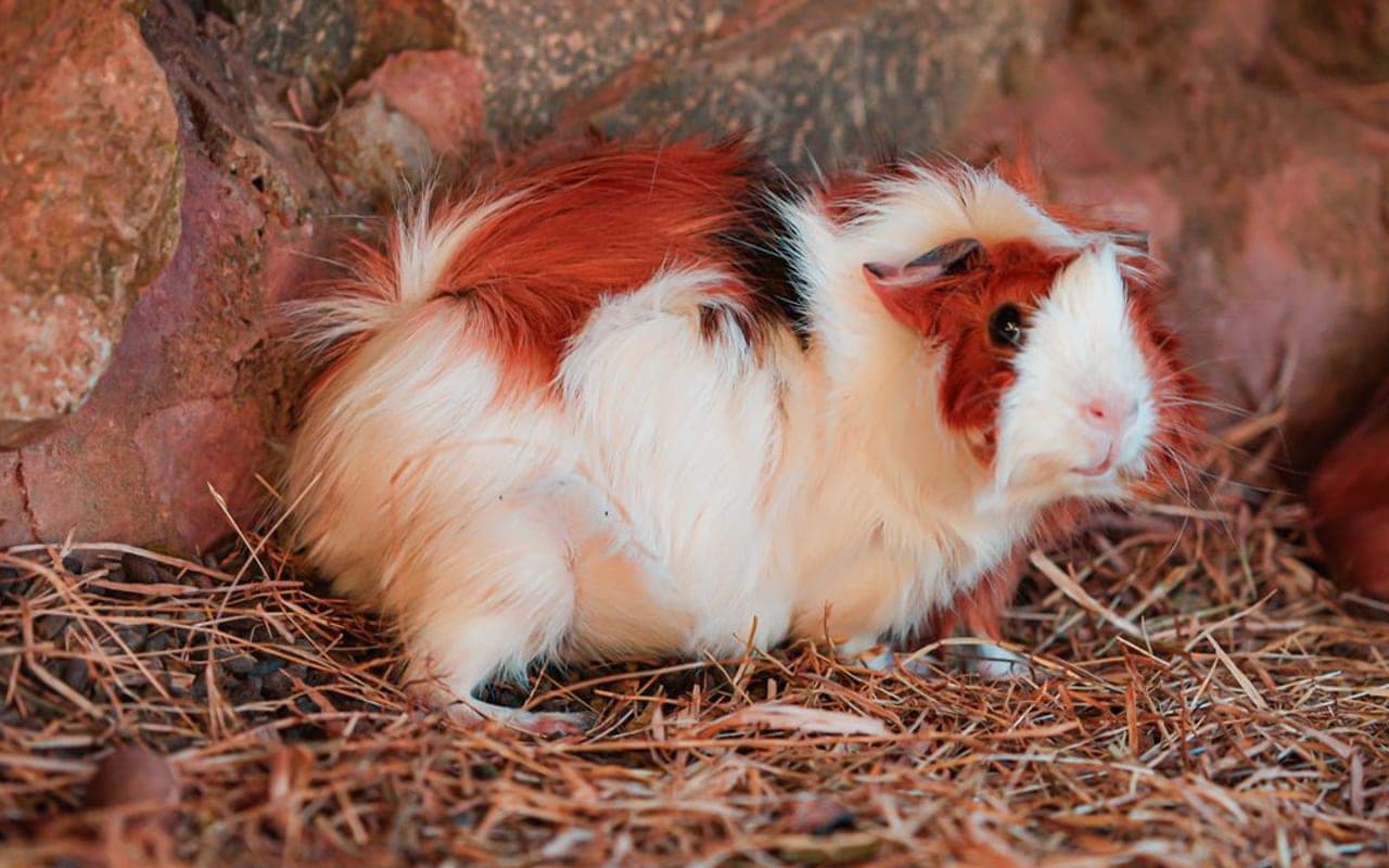 Peruvian guinea pig breed