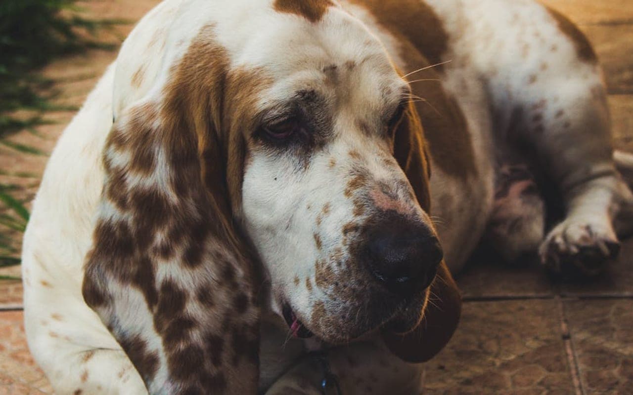 Petit Basset Griffon Vendéen — gallery 2