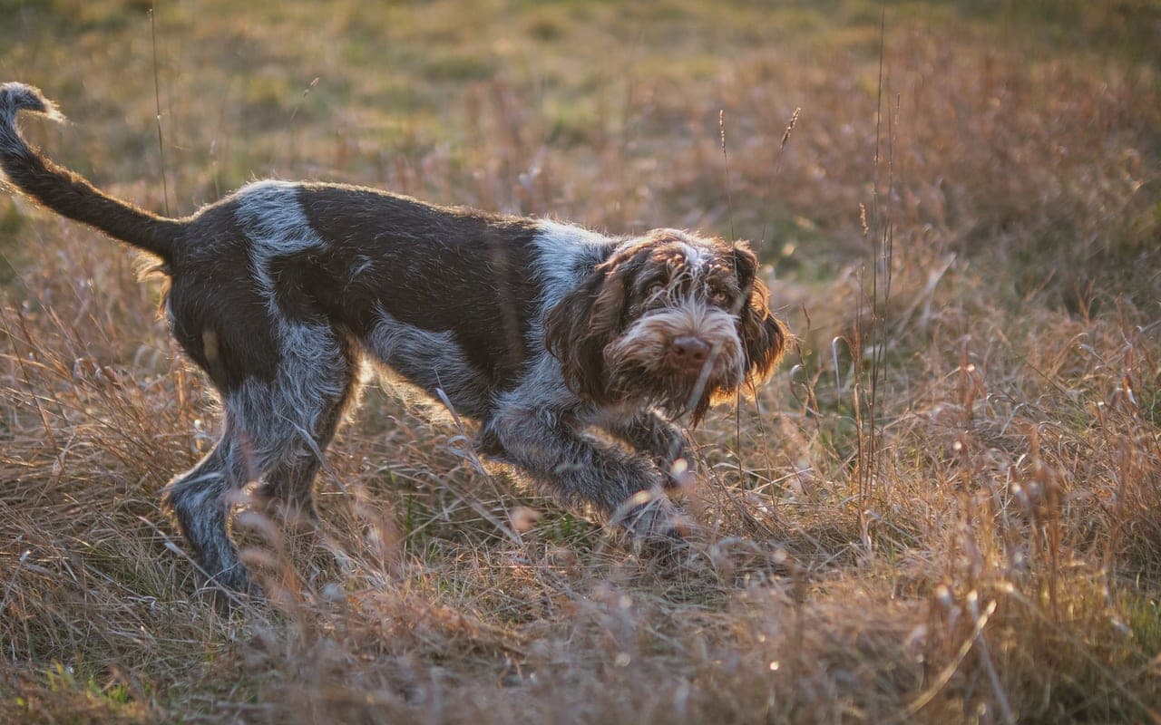 Petit Basset Griffon Vendéen — photo by Andreas Schnabl (Pexels)