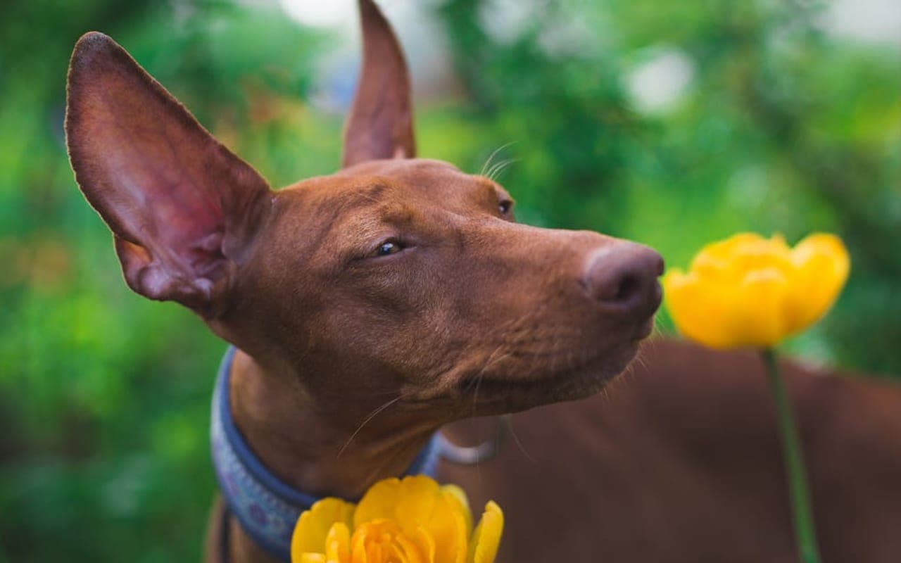 Pharaoh Hound dog breed portrait